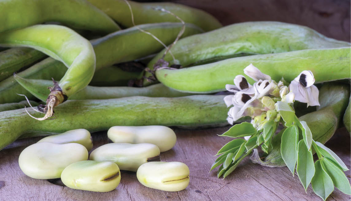 Broad Faba beans (Vicia Faba) over a wooden table with flowers and sheath. Close up view with copy space; Shutterstock ID 2049256901; purchase_order: BENEO; job: Marketing; other: Tools